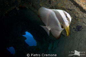 Batfish in the Thistlegorm wreck by Pietro Cremone 